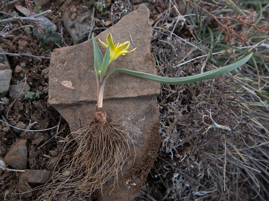 Image of genus Gagea specimen.