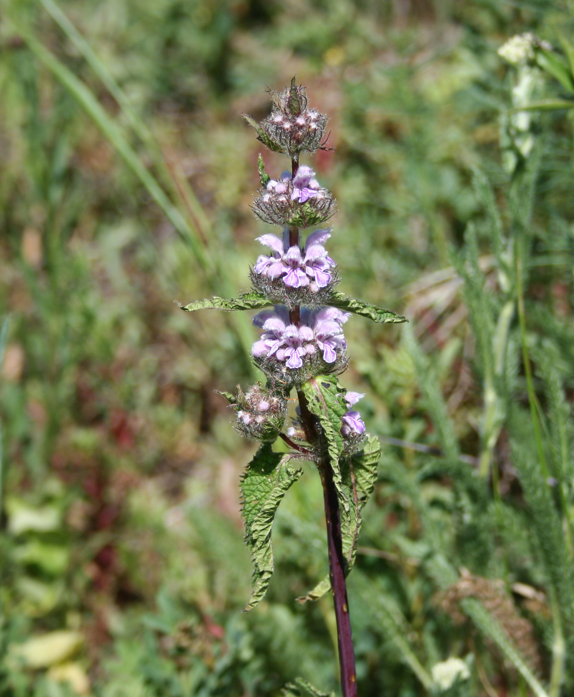 Image of Phlomoides tuberosa specimen.