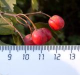 Crataegus monogyna