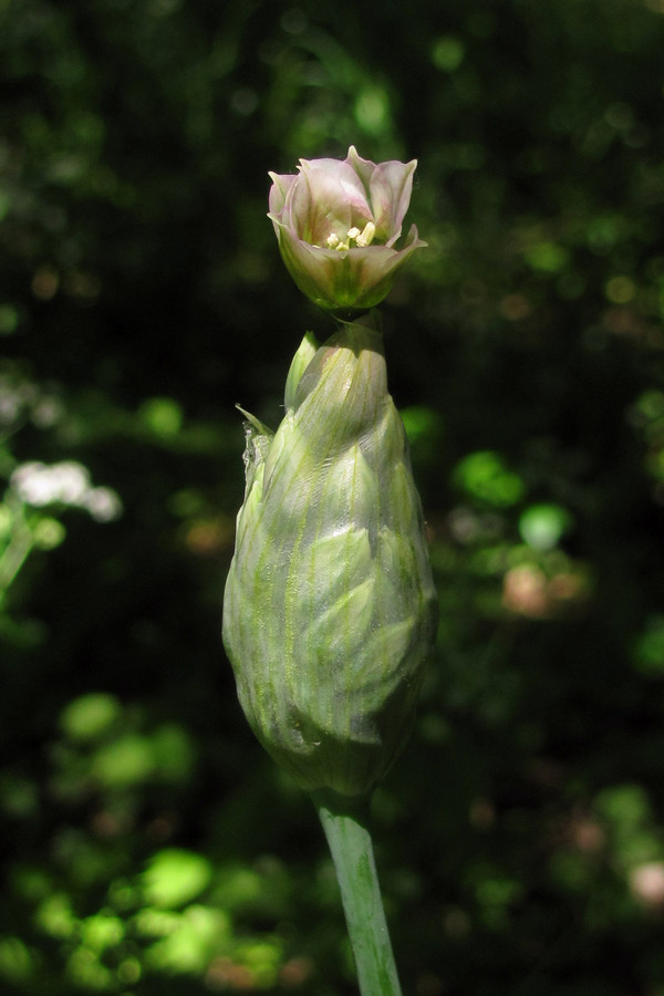 Image of Nectaroscordum bulgaricum specimen.