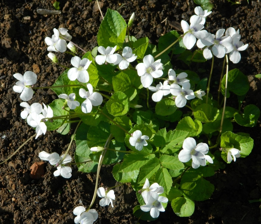 Image of Viola sororia specimen.