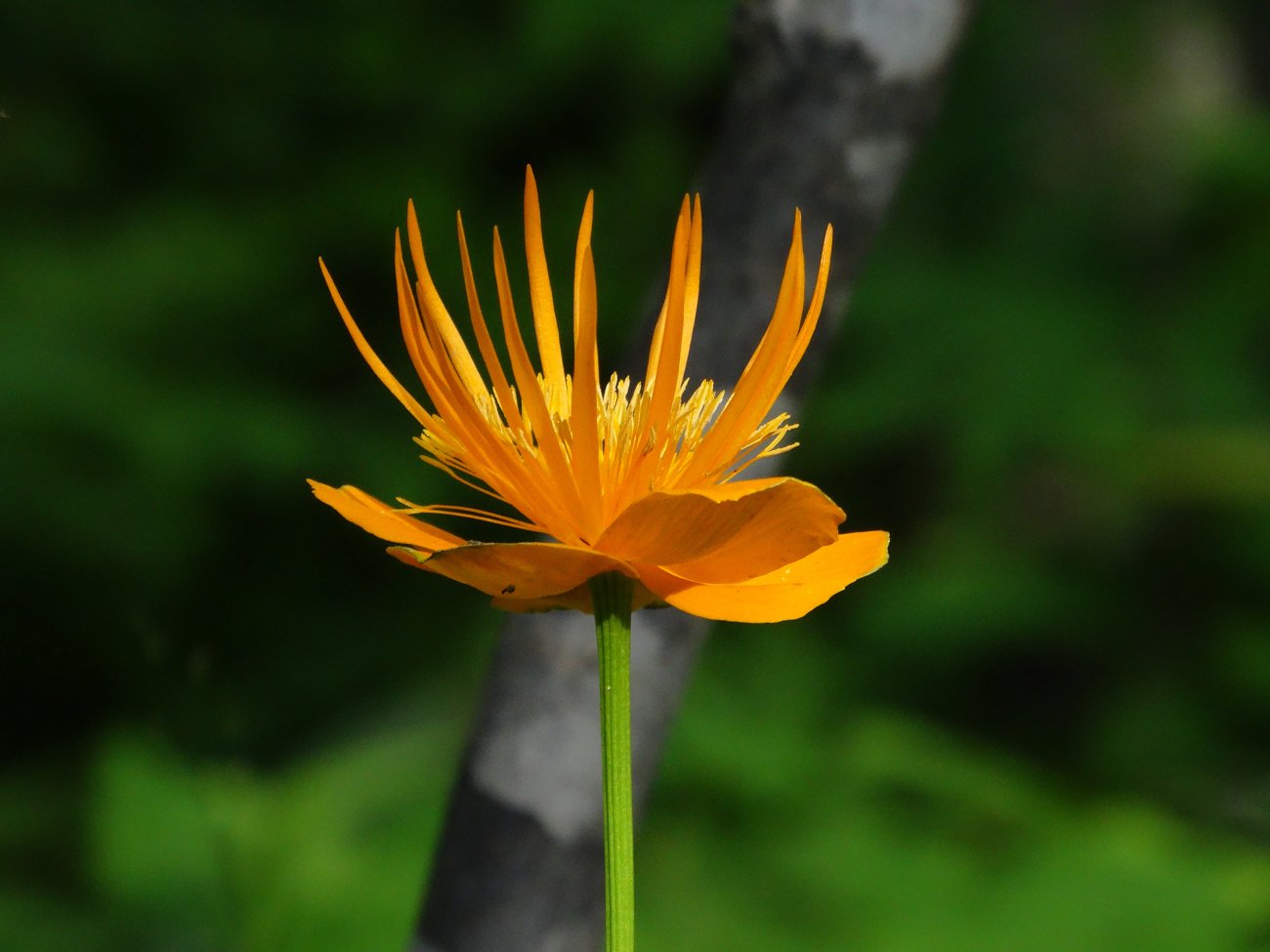 Изображение особи Trollius chinensis.