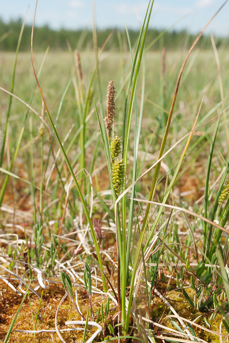 Изображение особи Carex rostrata.