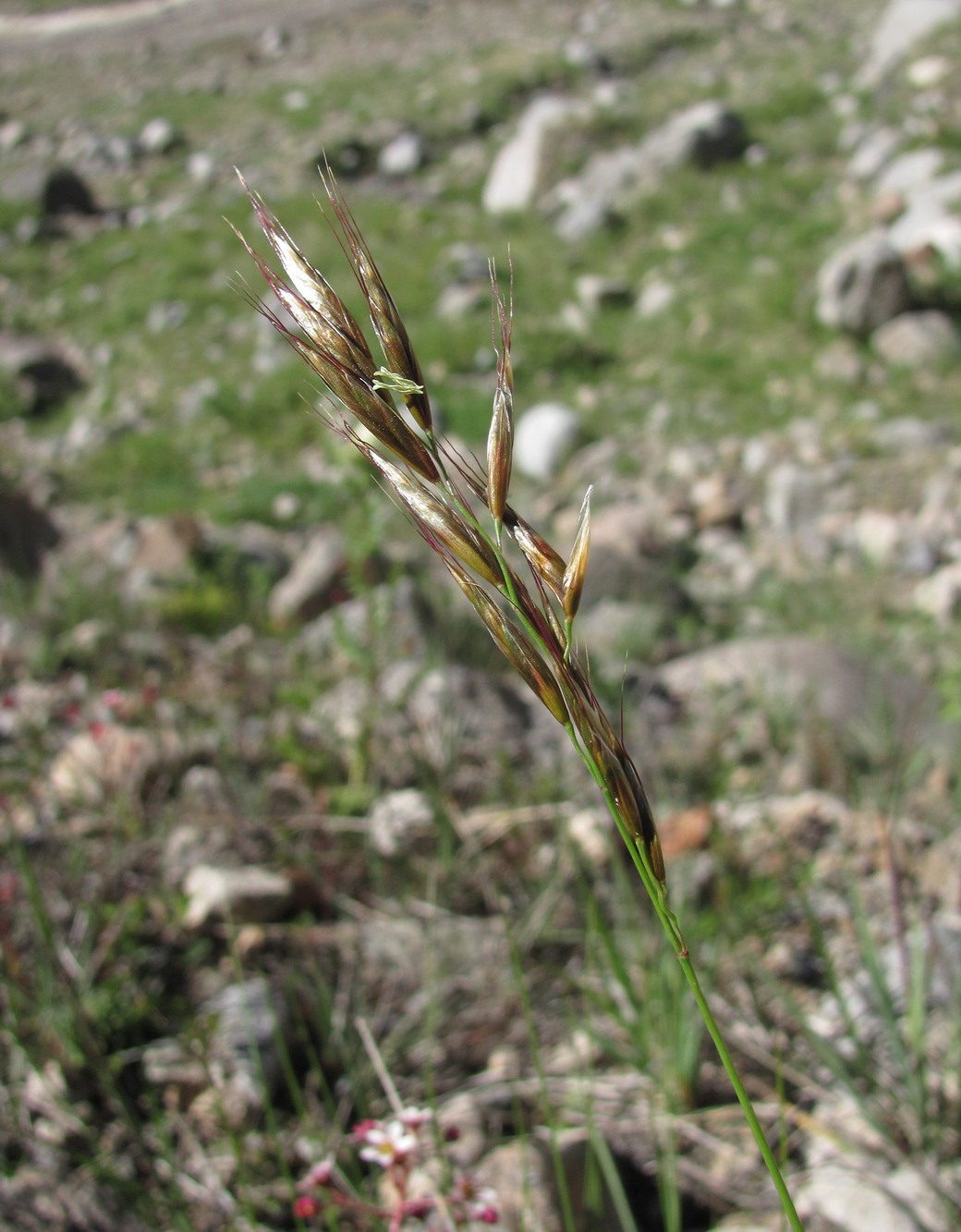 Изображение особи семейство Poaceae.