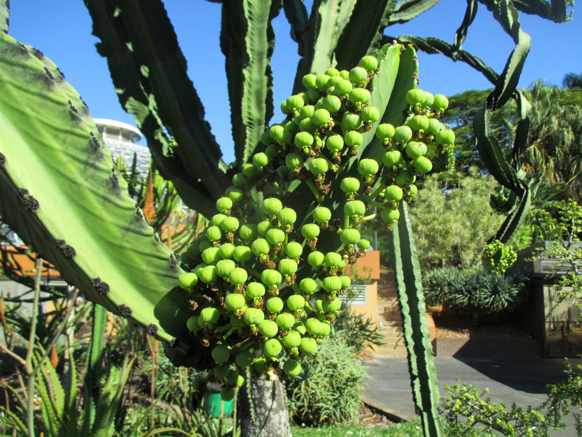 Image of Euphorbia ingens specimen.