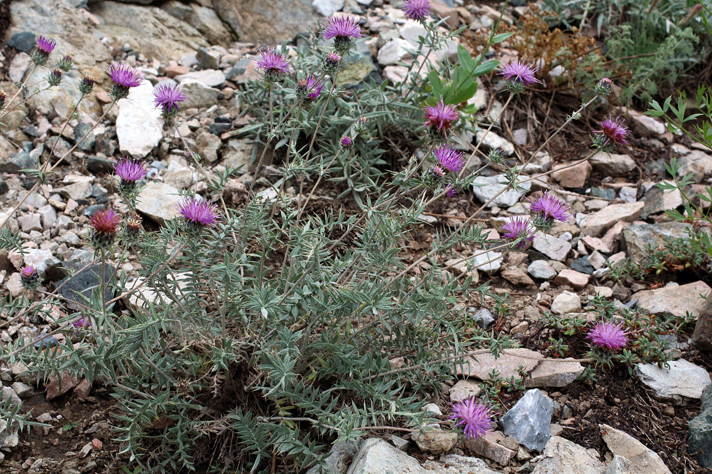 Image of Cousinia bonvalotii specimen.