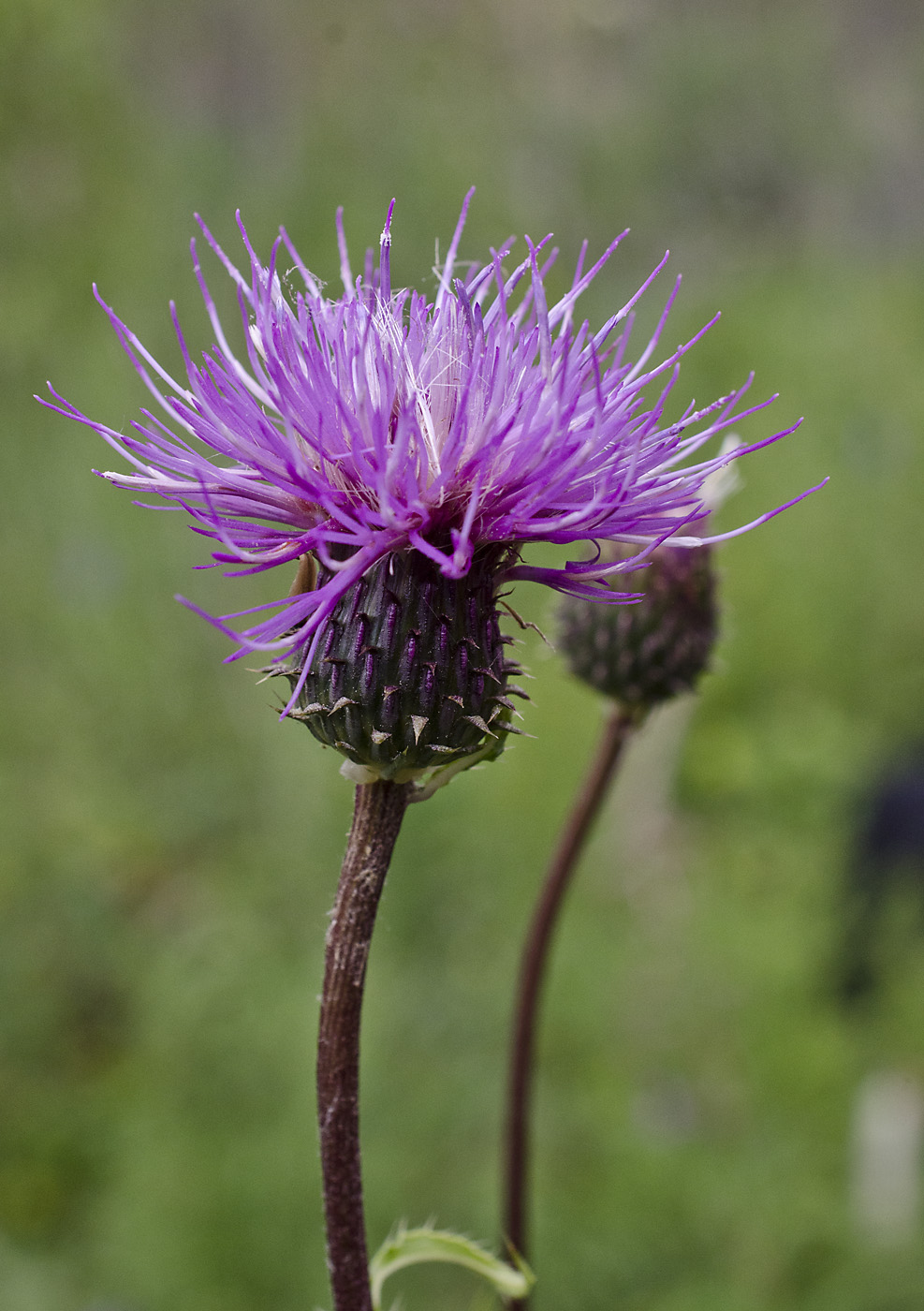 Изображение особи Cirsium serratuloides.