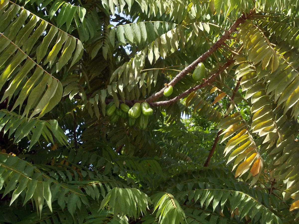 Image of Averrhoa bilimbi specimen.