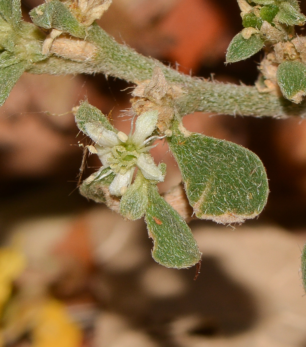 Image of Galenia pubescens specimen.