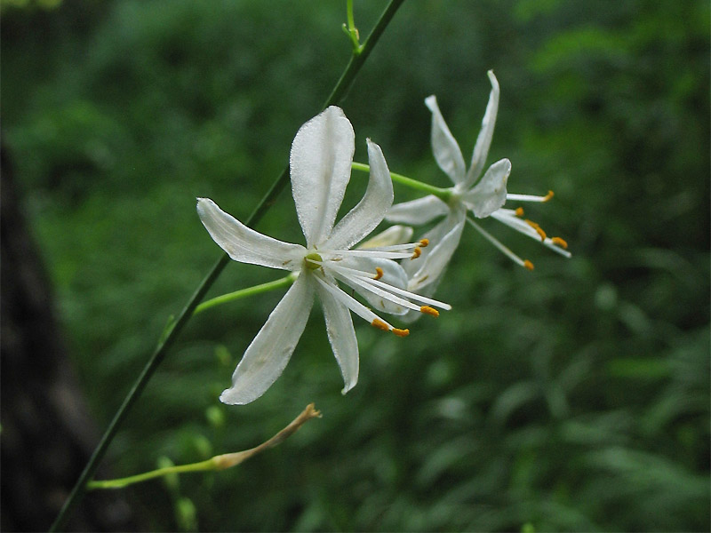 Изображение особи Anthericum ramosum.