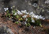 Saxifraga sibirica. Цветущие растения на камне. Кабардино-Балкария, Эльбрусский р-н, долина р. Адыр-Су, ≈ 1800 м н.у.м., опушка соснового леса. 12.07.2016.