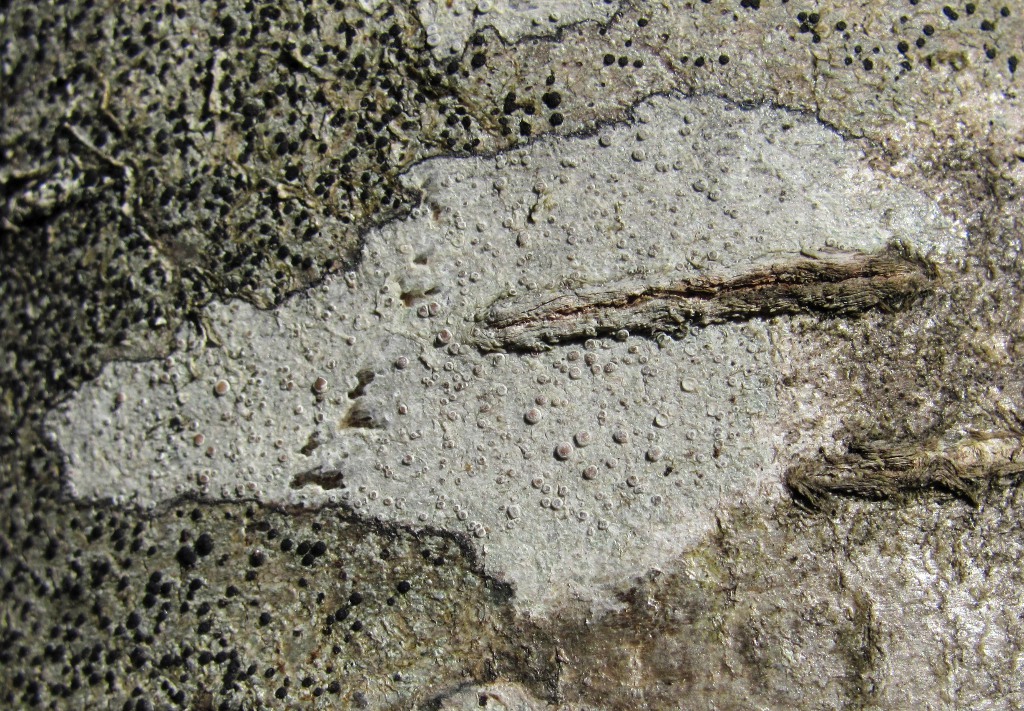 Image of genus Lecanora specimen.