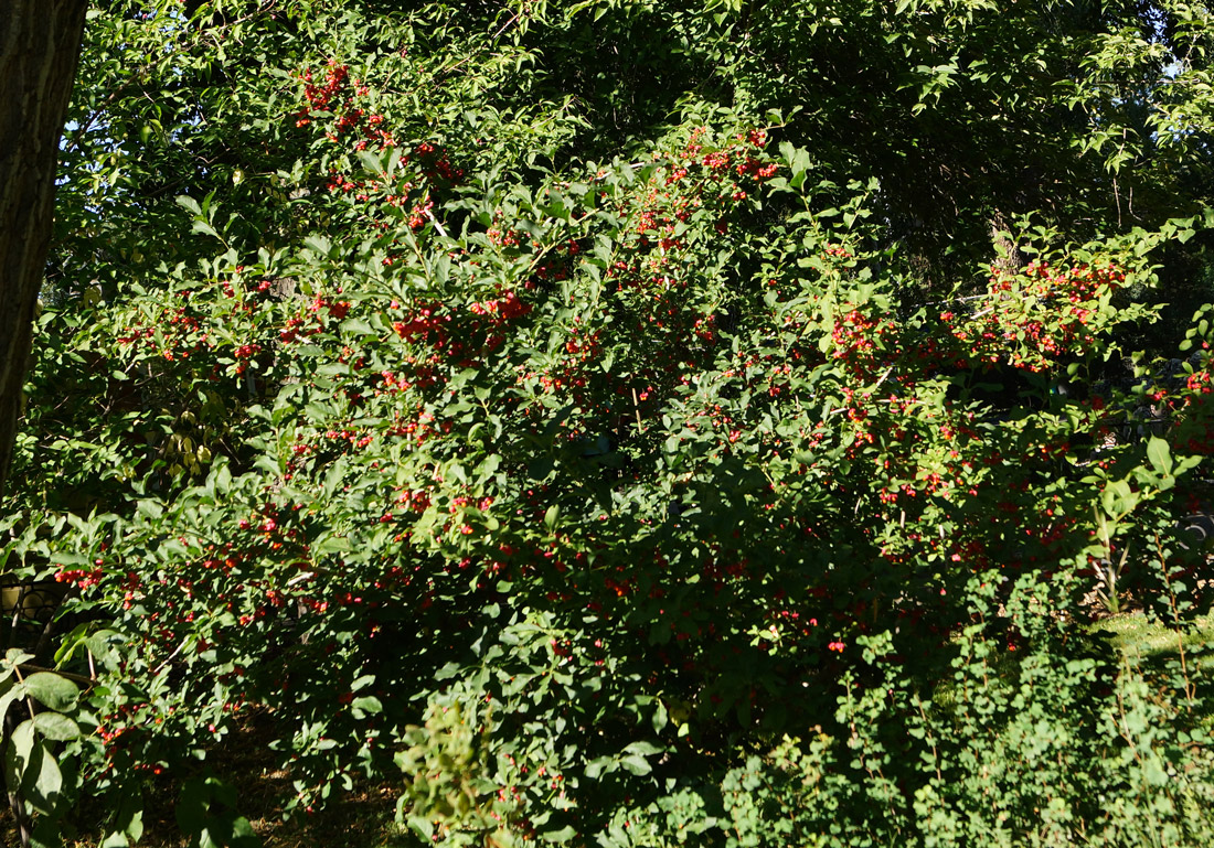 Изображение особи Euonymus europaeus.