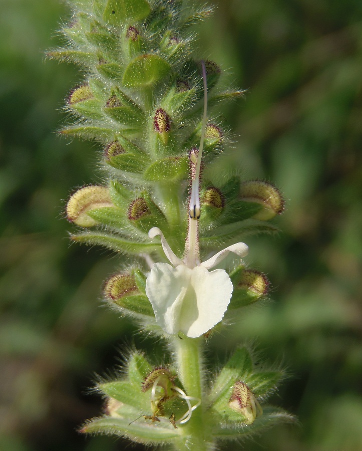 Изображение особи Salvia revelata.