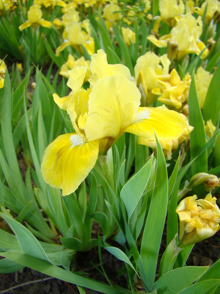 Image of genus Iris specimen.