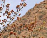 genus Populus