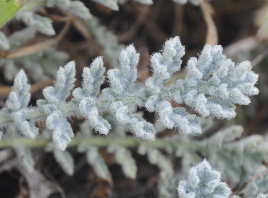 Image of Glaucium flavum specimen.