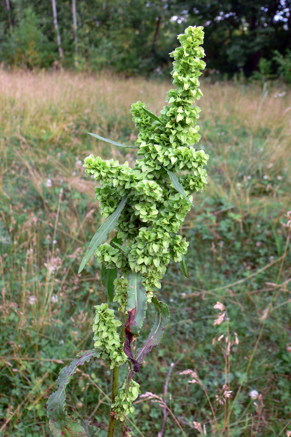 Изображение особи Rumex pseudonatronatus.