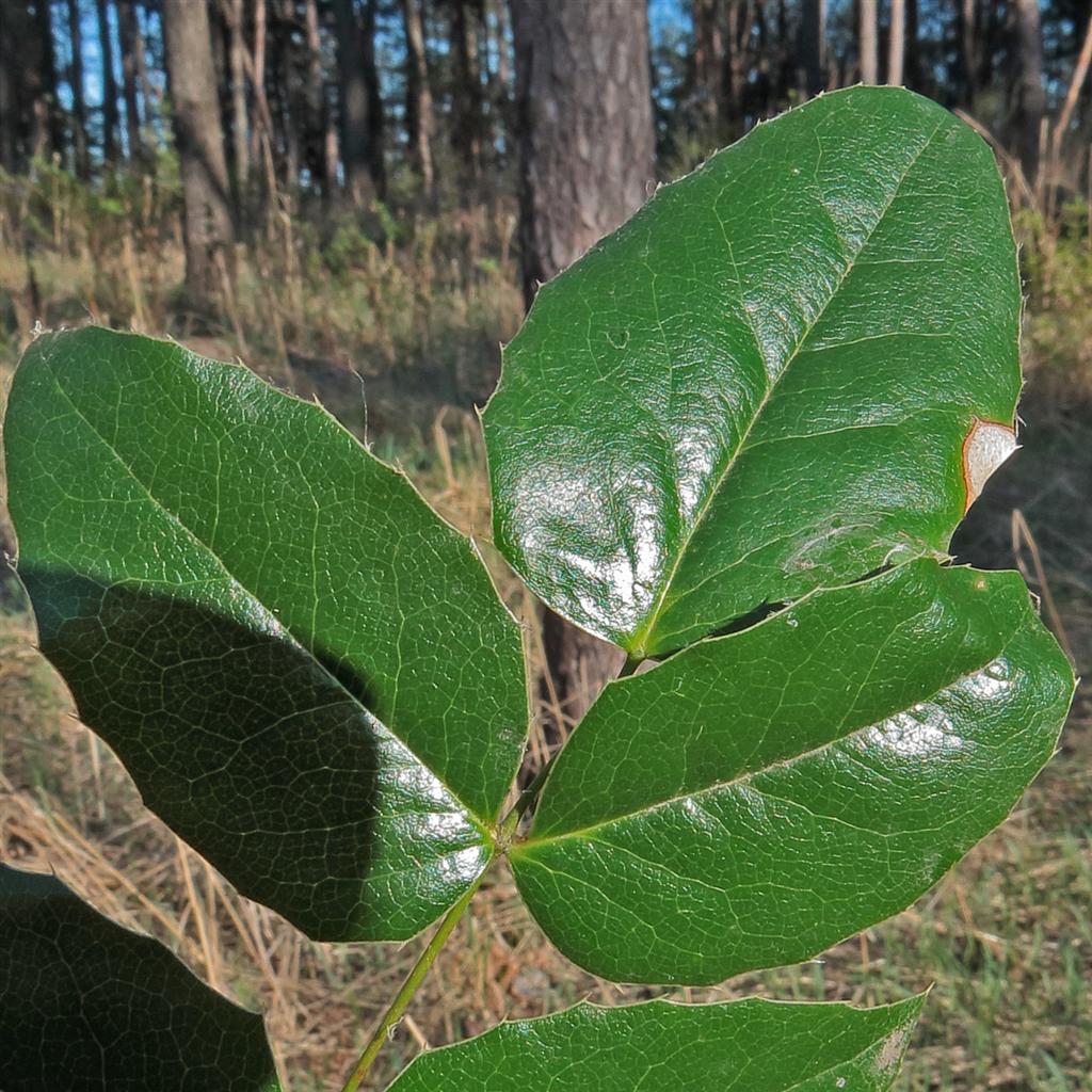 Image of Mahonia repens specimen.