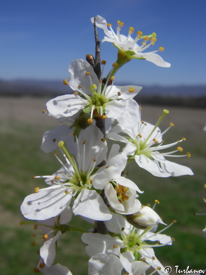 Image of Prunus stepposa specimen.