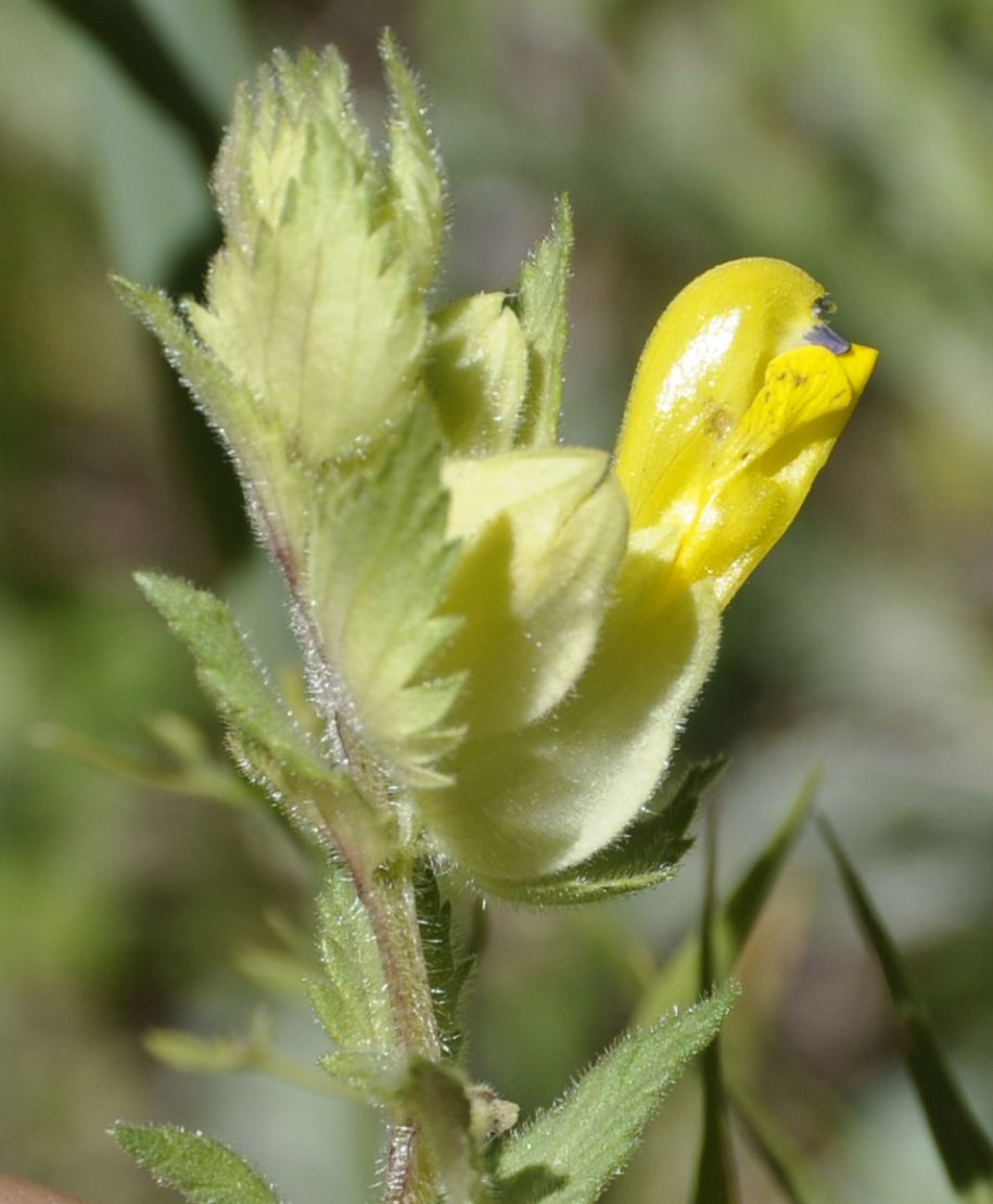 Изображение особи Rhinanthus rumelicus.