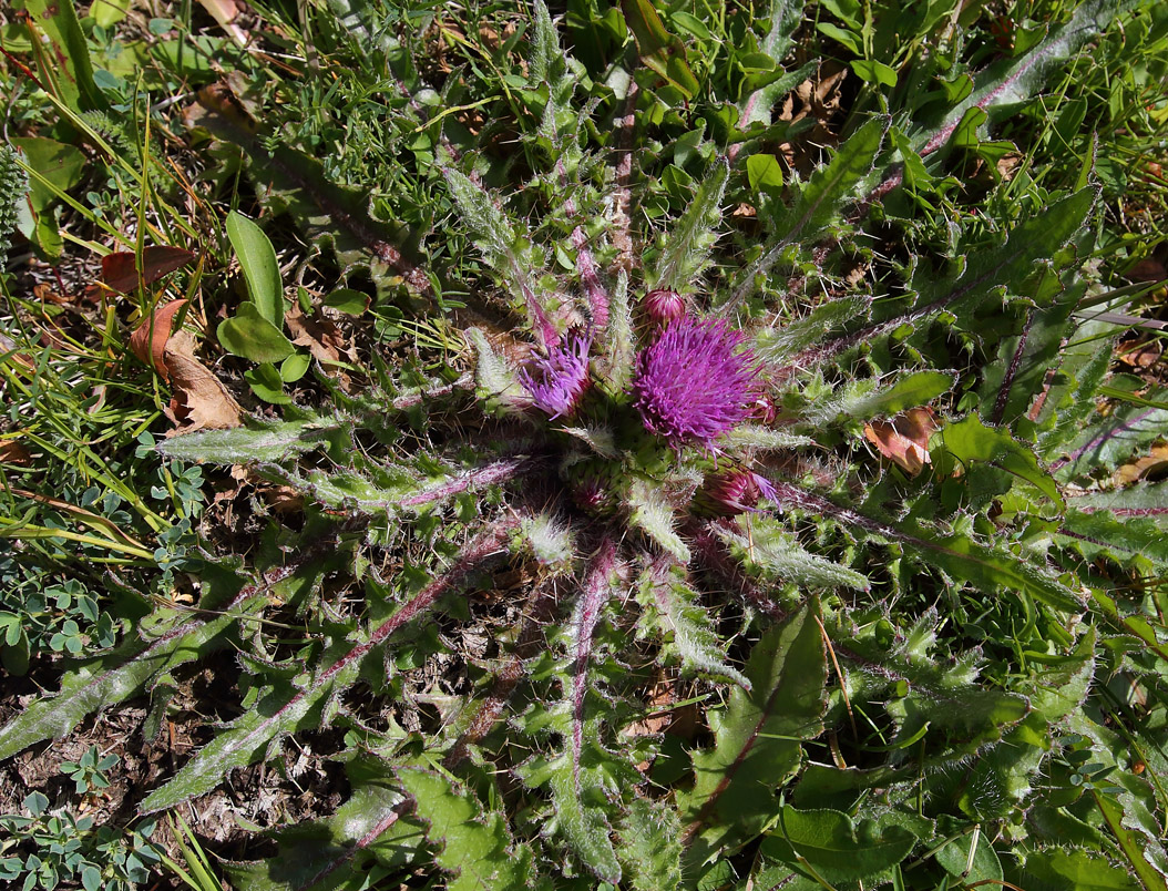 Image of Cirsium esculentum specimen.