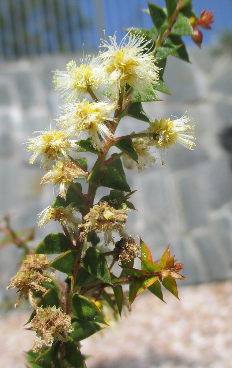 Image of Acacia hubbardiana specimen.