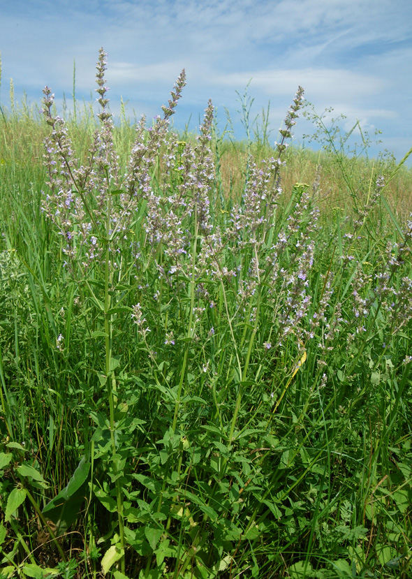 Image of Nepeta nuda specimen.