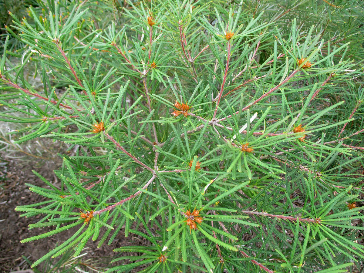 Image of Banksia spinulosa specimen.