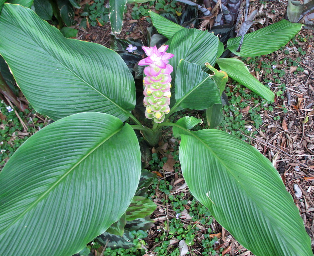 Изображение особи Curcuma longa.