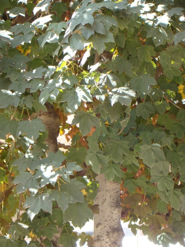 Image of Acer pseudoplatanus specimen.