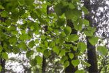 Tilia begoniifolia