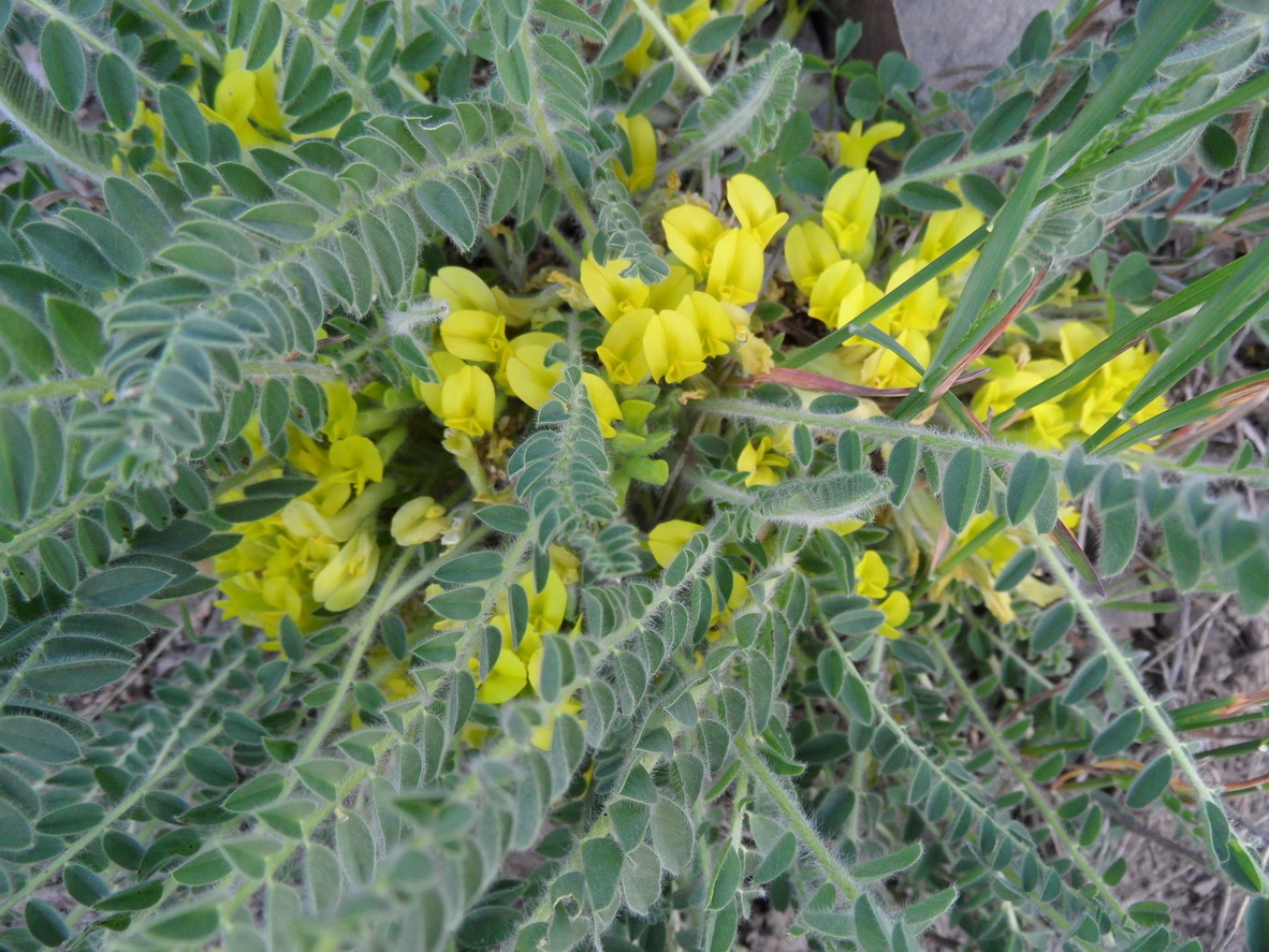 Изображение особи Astragalus polyphyllus.