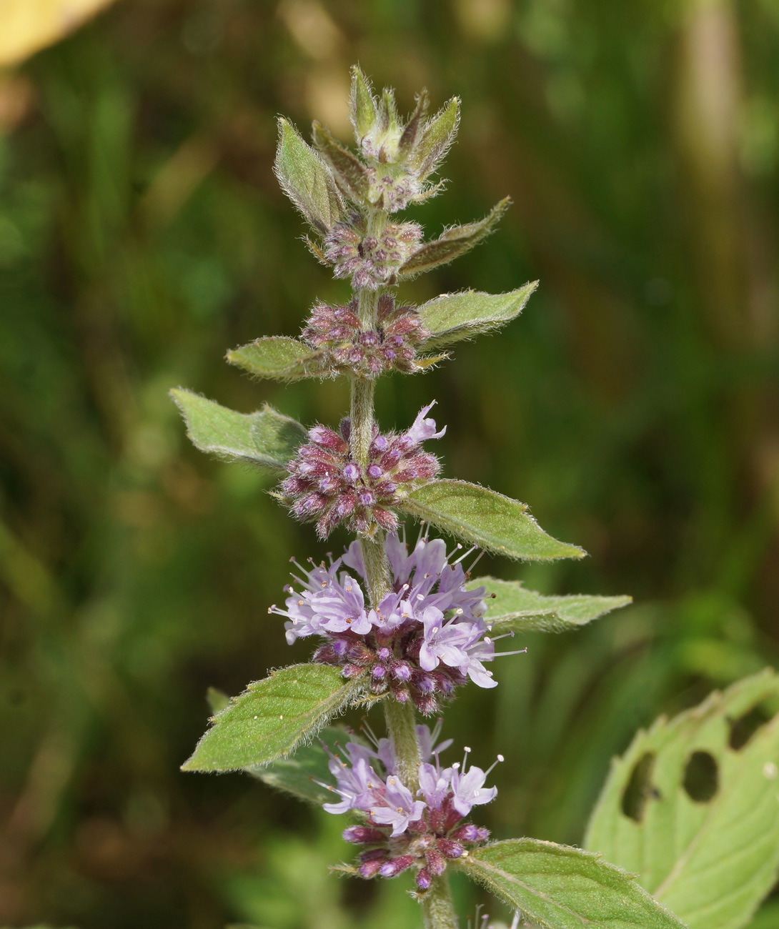 Мята полевая фото. Mentha arvensis. Мята Полевая (Mentha arvensis). Восточные травы. Мята Полевая на белом фоне.