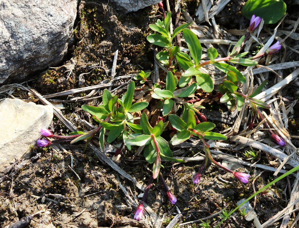 Изображение особи Epilobium anagallidifolium.