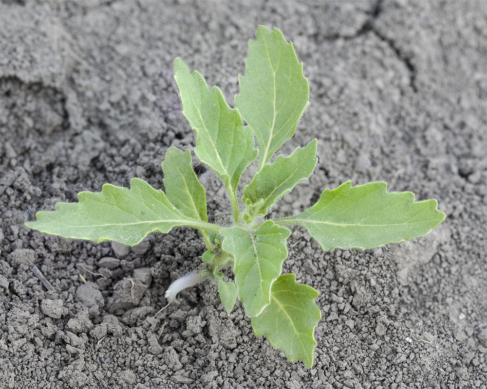 Изображение особи Solanum physalifolium.