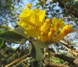 Tabebuia ochracea. Соцветие и лист. Австралия, г. Брисбен, ботанический сад. 21.08.2016.