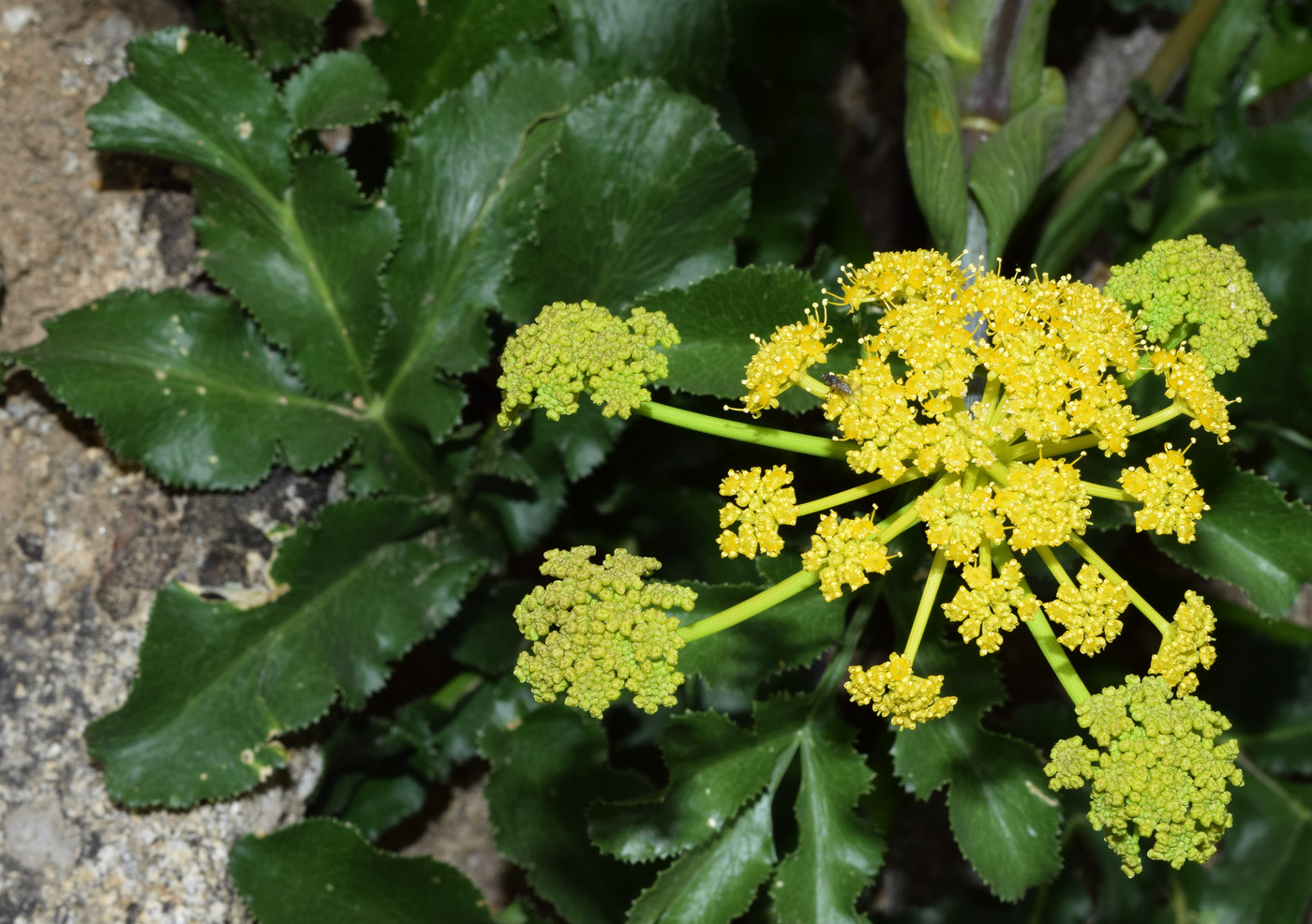 Image of Ferula kokanica specimen.