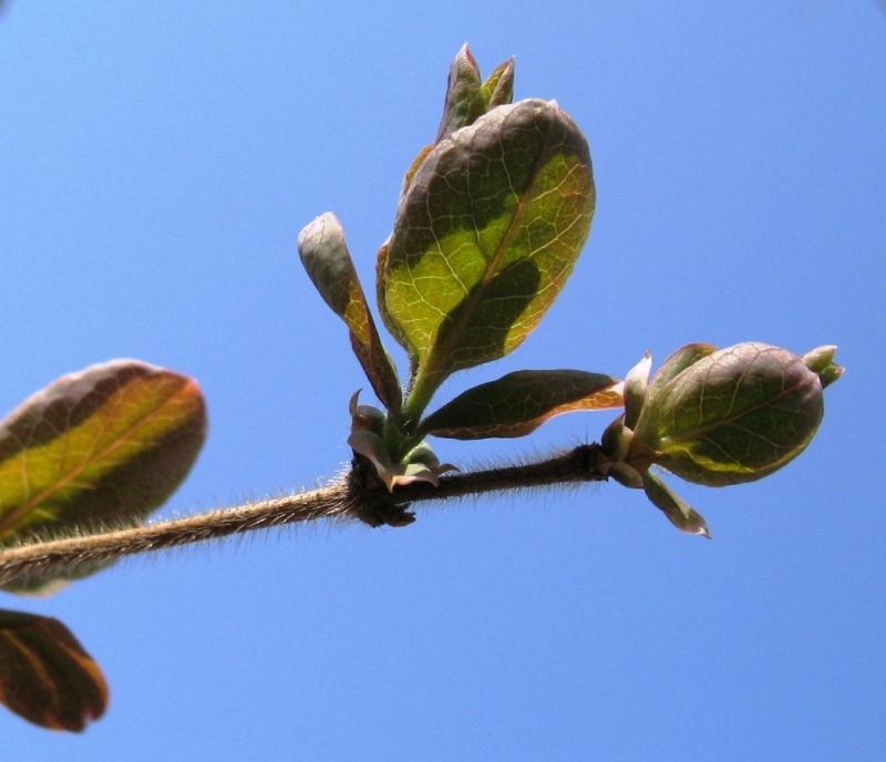 Изображение особи Lonicera caprifolium.