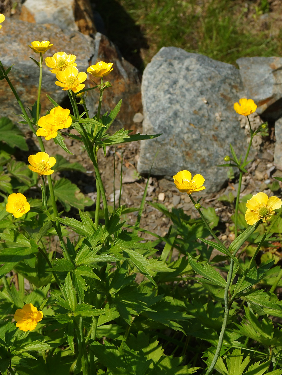 Image of genus Ranunculus specimen.