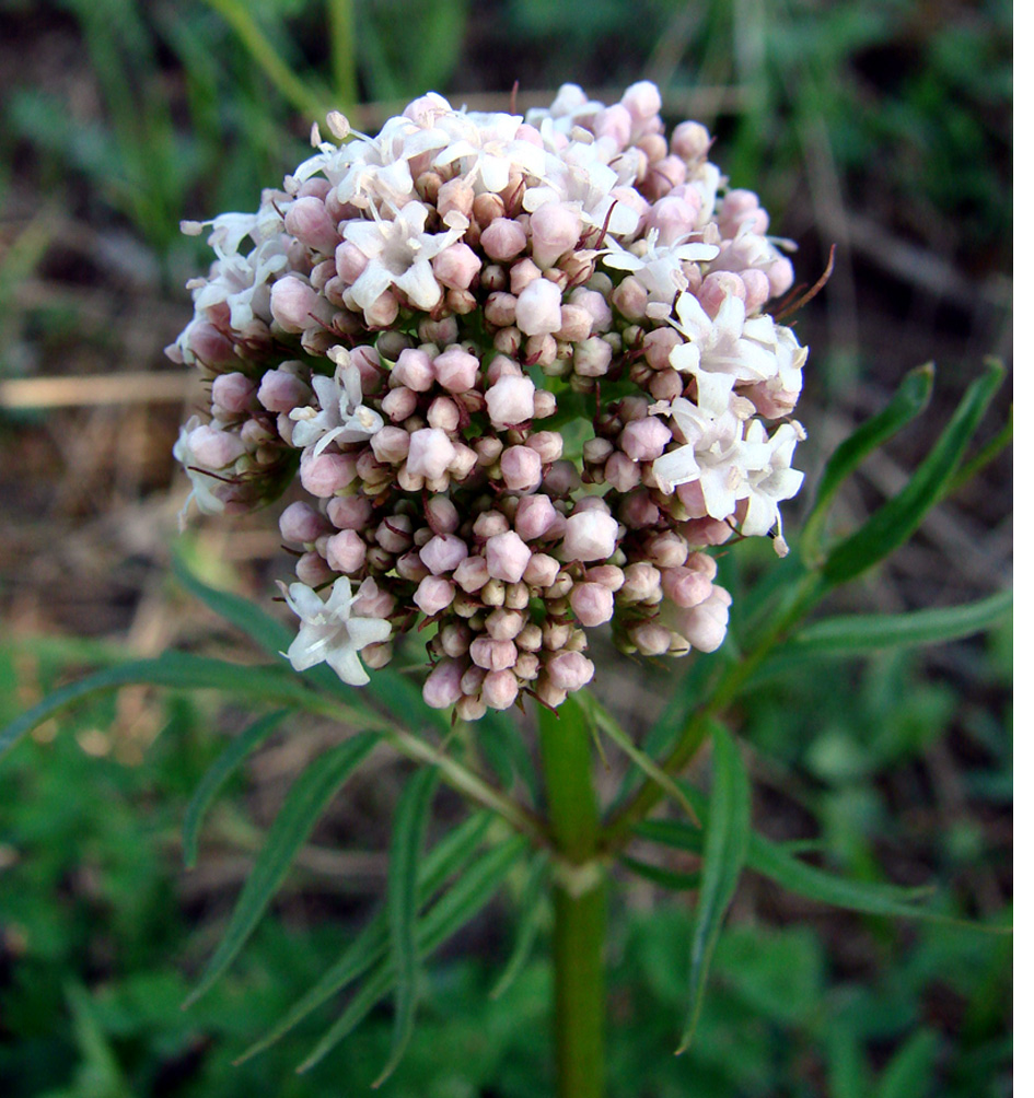 Image of Valeriana alternifolia specimen.