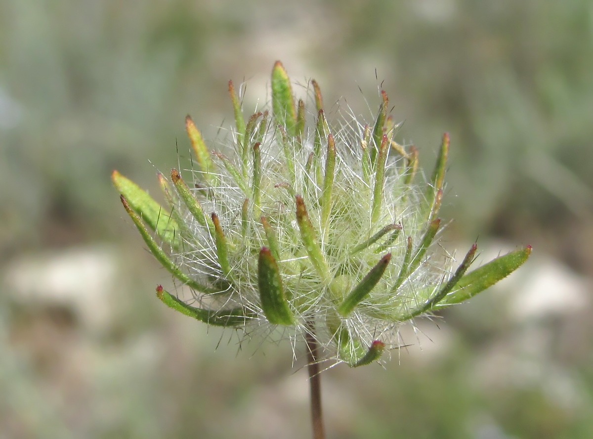 Изображение особи Asperula setosa.