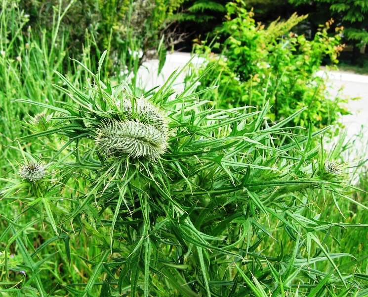 Image of Cirsium vulgare specimen.