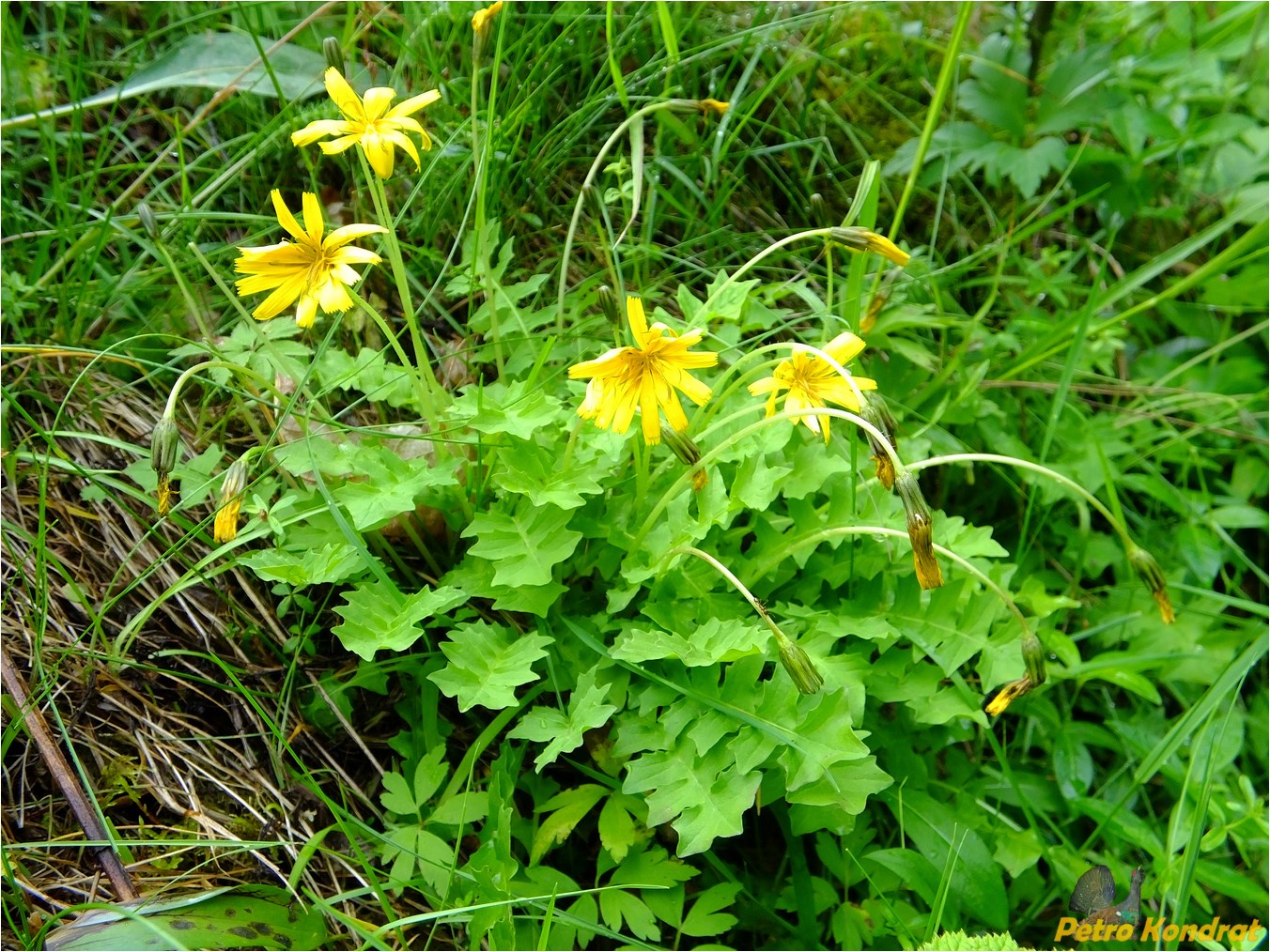 Изображение особи Aposeris foetida.