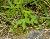 genus Ranunculus. Прикорневые листья и нижняя часть генеративного побега. Башкортостан, Мелеузовский р-н, долина р. Нугуш, каньон Пятилистник, правый берег, в траве. 11 июня 2018 г.