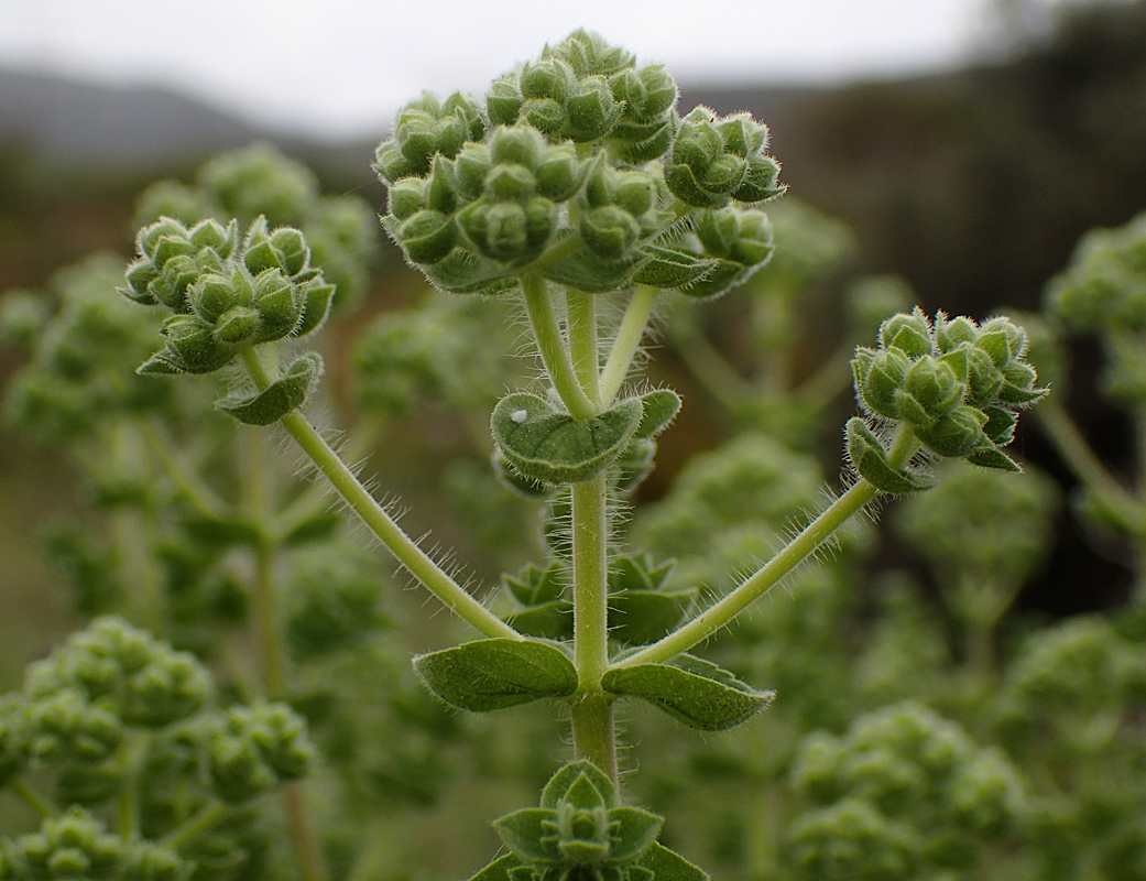 Изображение особи Origanum onites.