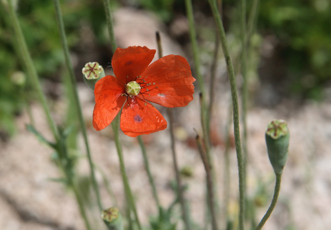 Изображение особи Papaver litwinowii.