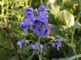 Polemonium caeruleum