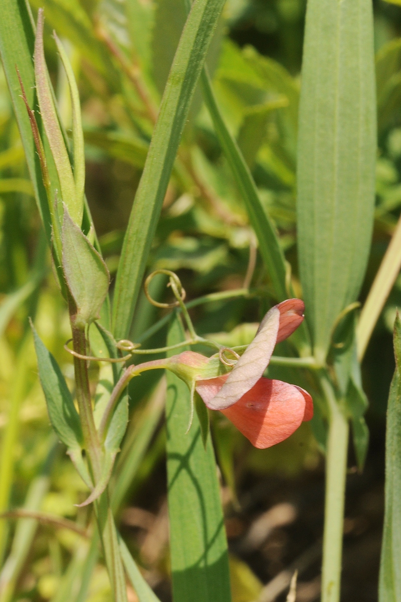 Image of Lathyrus cicera specimen.