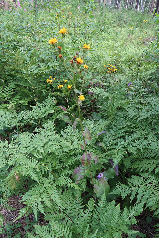 Изображение особи Crepis sibirica.